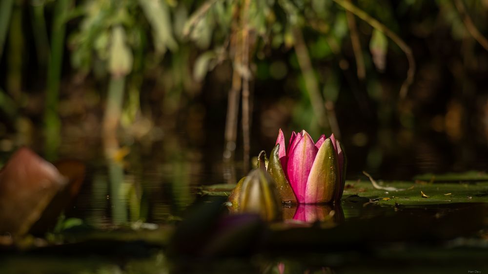 Die Teichrose