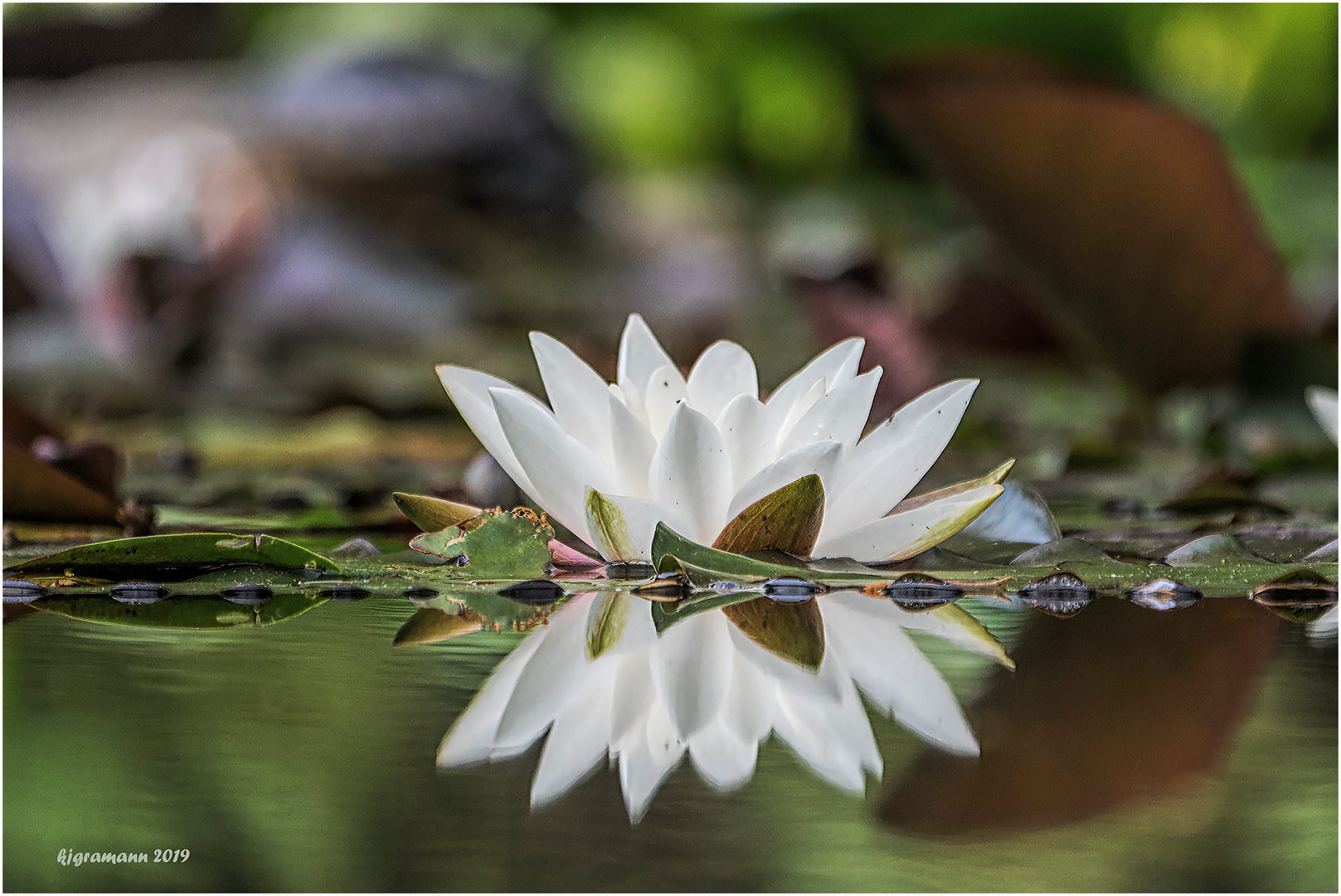die teichrose.... Foto & Bild sommer, natur, pflanzen Bilder auf