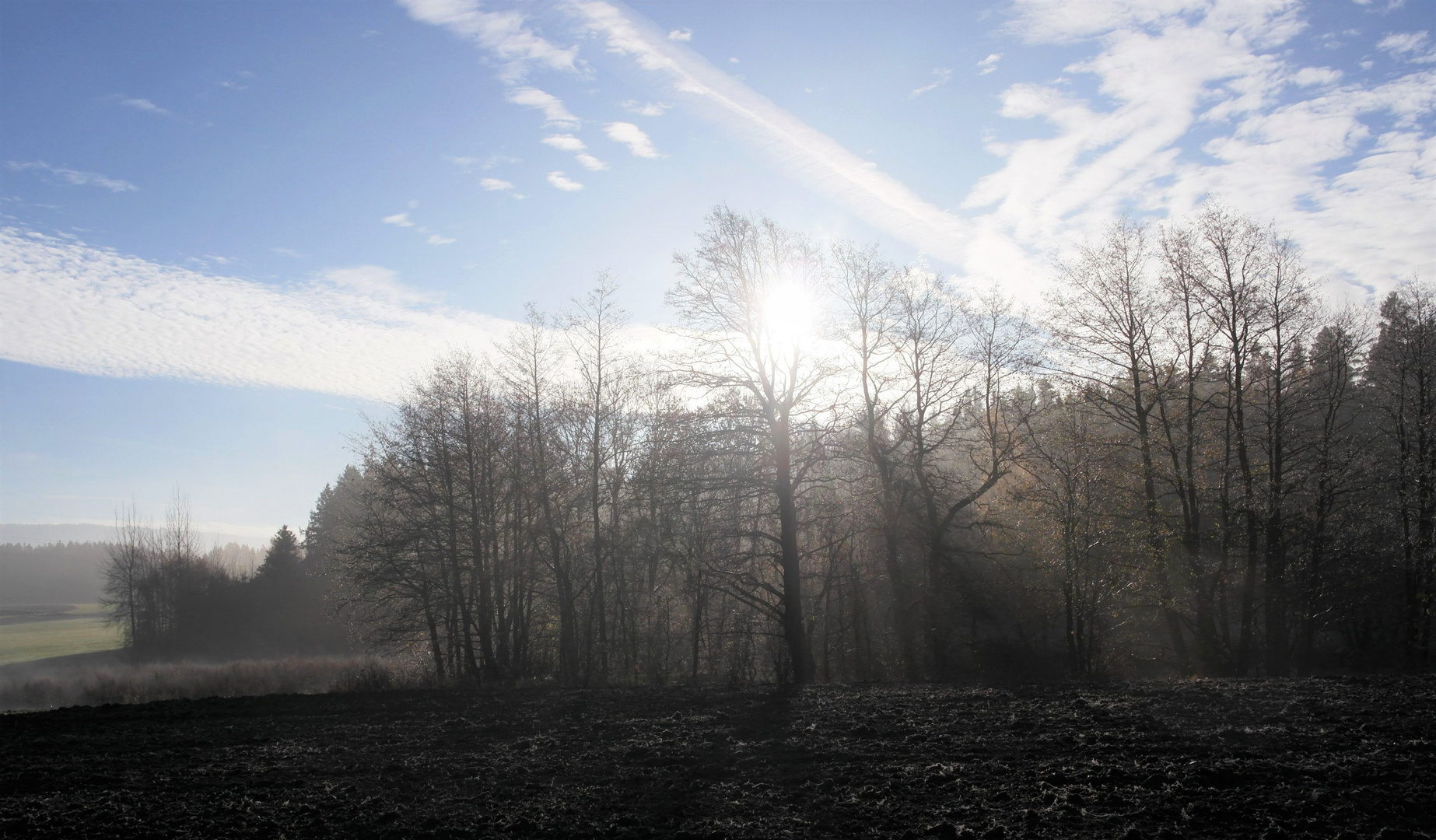 Die "Teichwand" beim Kampf Sonne/ Frühnebel + Rauhreif  15.11.18