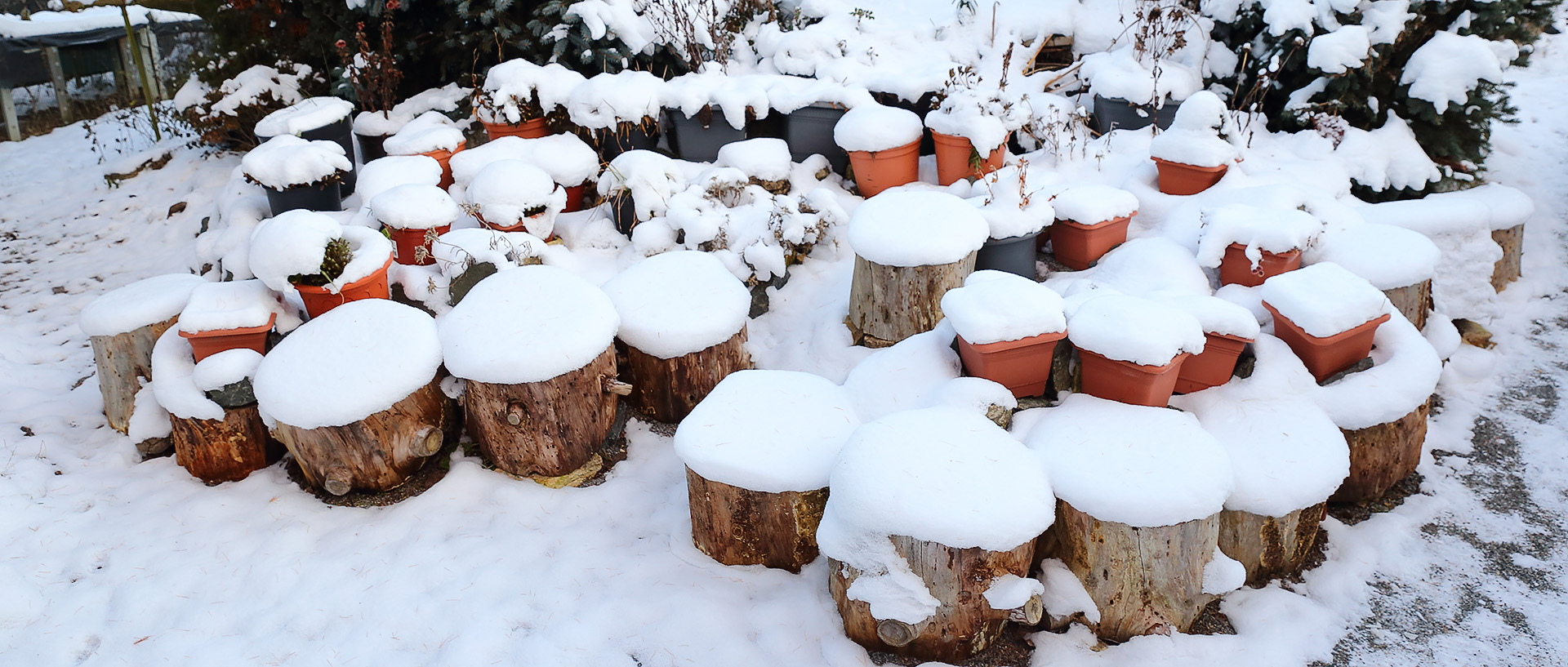 Die Teile des gefallenen Baumes im September machen mir auch im Winter Freude