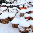 Die Teile des gefallenen Baumes im September machen mir auch im Winter Freude