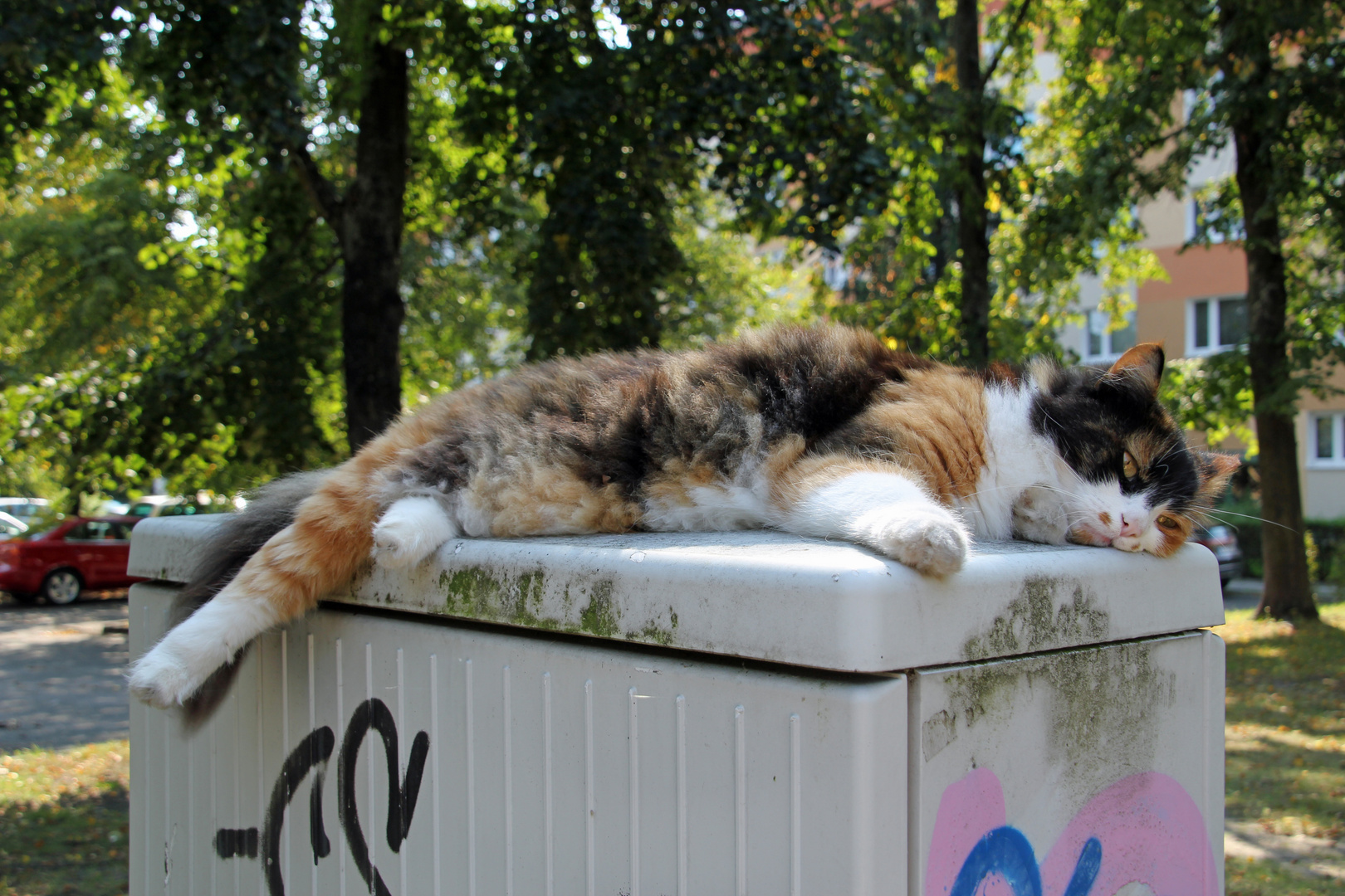 Die Telekomkatze;      oder: Lauschangriff durch eine NSA-Katze