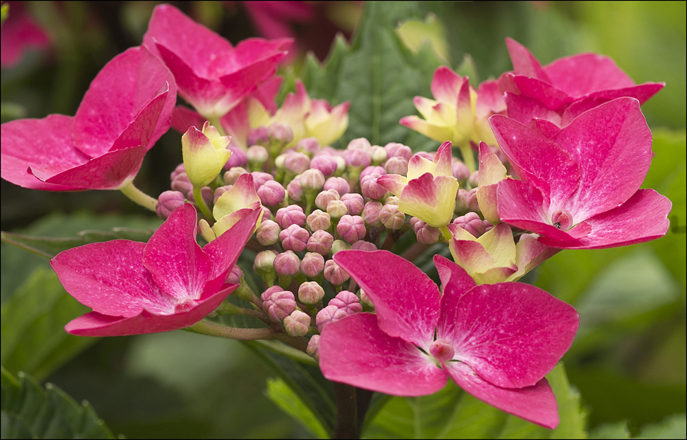 Die Tellerhortensie