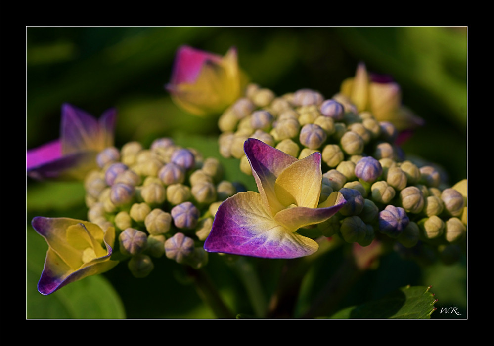 die Tellerhortensie....