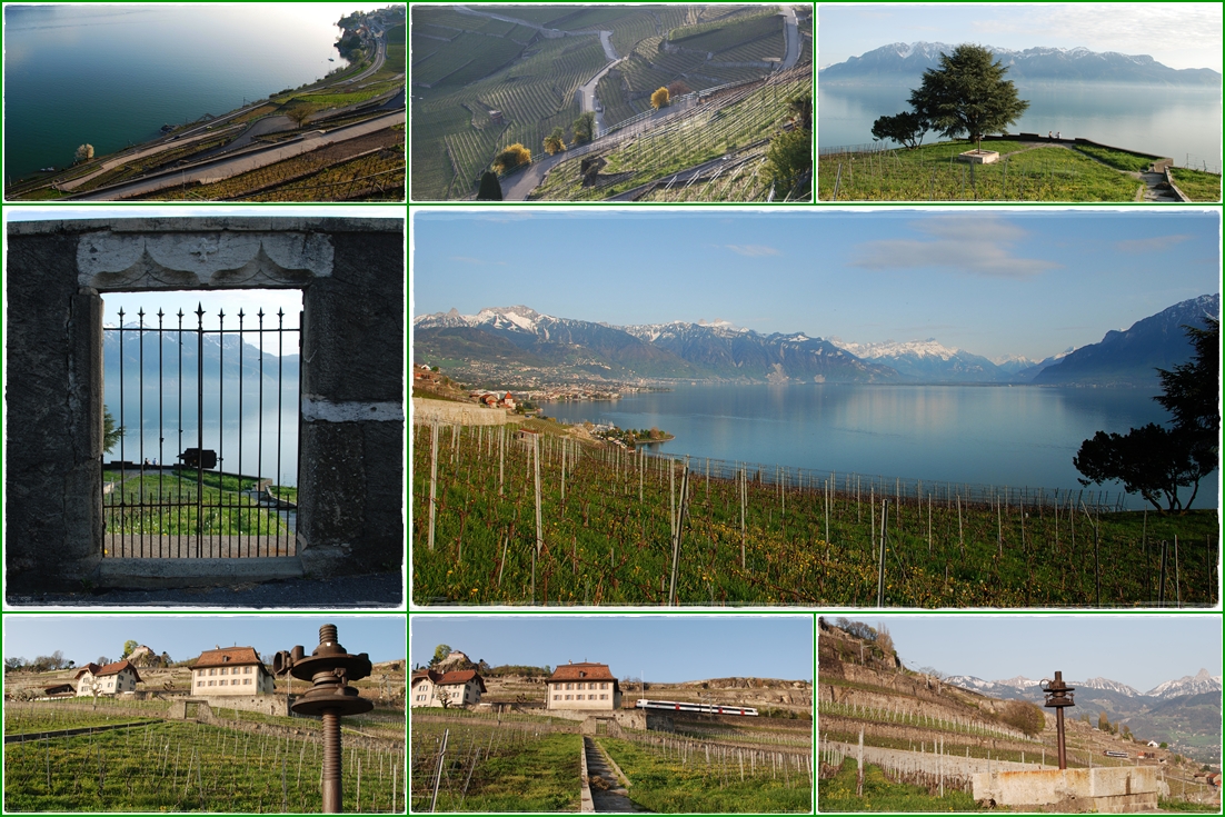 die Terrassen der Lavaux