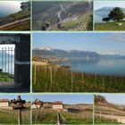 die Terrassen der Lavaux