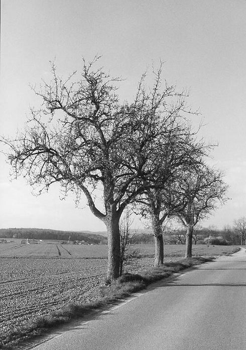 Die Three Trees in s/w