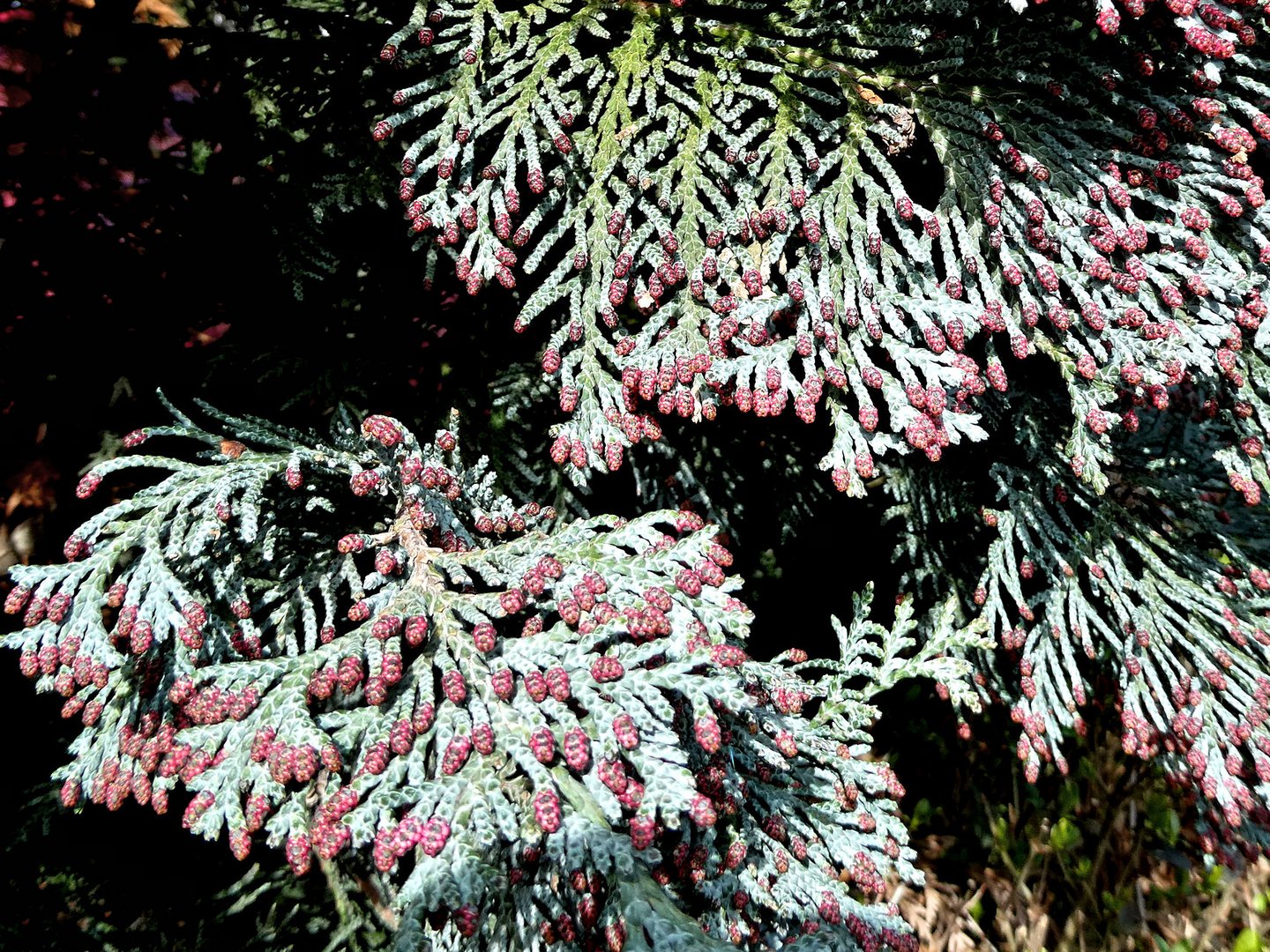 Die Thuja blüht