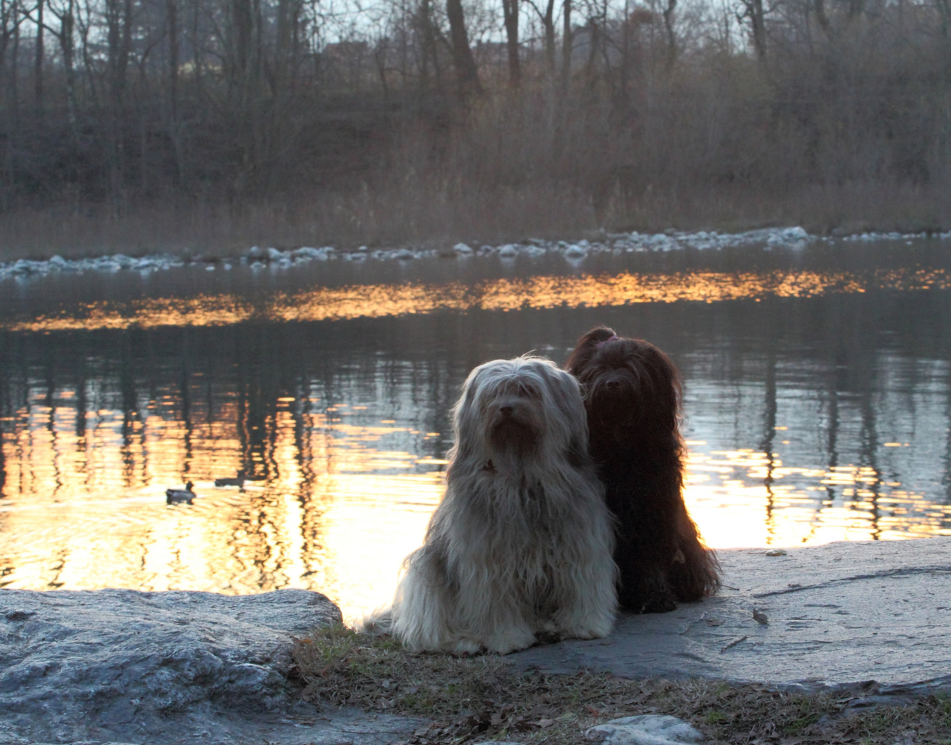 die Tibet-Terrier Damen am Fluss......