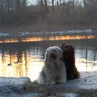 die Tibet-Terrier Damen am Fluss......