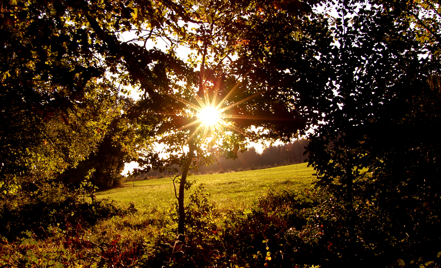 Die tiefstehende Sonne, scheint in den Herbstwald! 