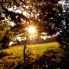 Die tiefstehende Sonne, scheint in den Herbstwald! 