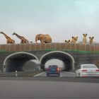 die Tierbrücke  über der Autobahn