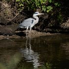 Die Tiere am Seggelluchbecken 1/12 - Der Graureiher