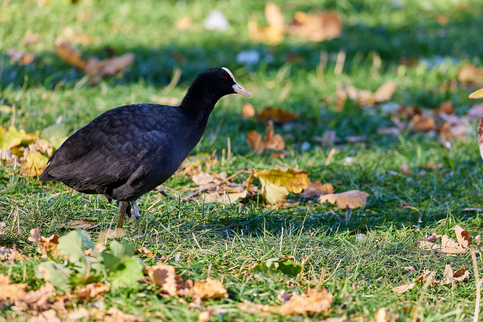 Die Tiere am Seggelluchbecken 12/12 - Das Blesshuhn