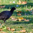 Die Tiere am Seggelluchbecken 12/12 - Das Blesshuhn