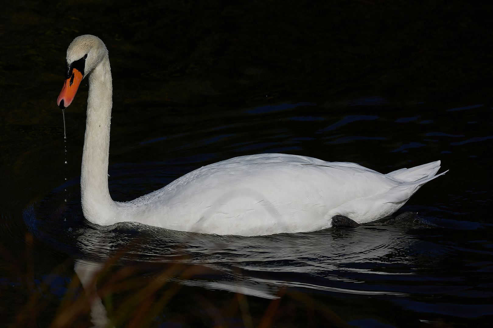 Die Tiere am Seggelluchbecken 2/12 - Der Schwan