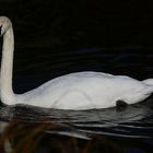 Die Tiere am Seggelluchbecken 2/12 - Der Schwan