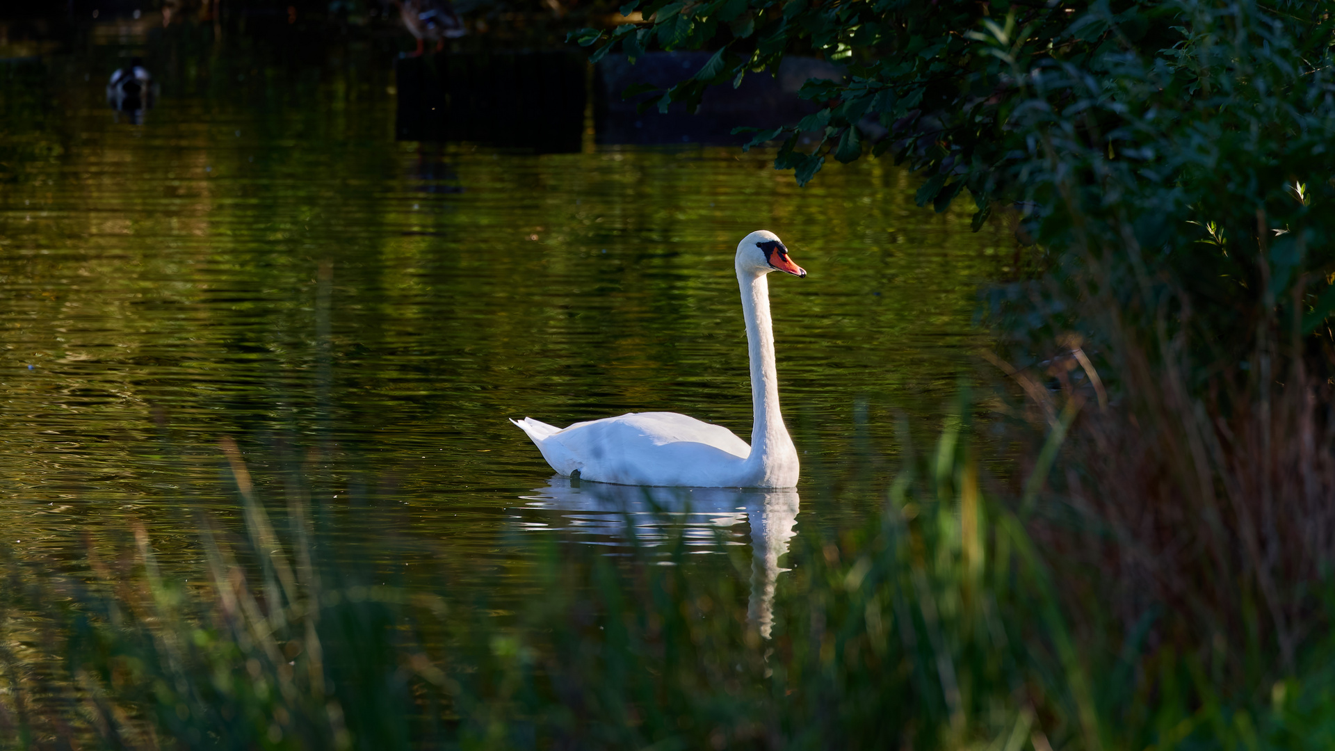 Die Tiere am Seggelluchbecken 3/12 - Der Schwan