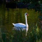 Die Tiere am Seggelluchbecken 3/12 - Der Schwan