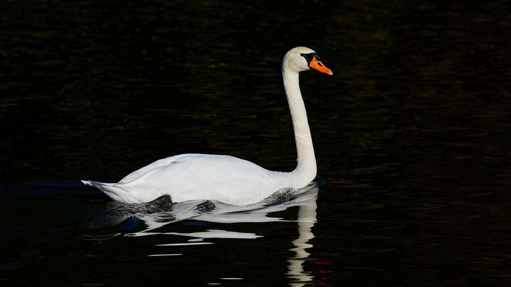 Die Tiere am Seggelluchbecken 4/12 - Der Schwan
