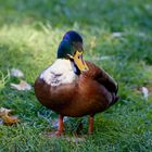 Die Tiere am Seggelluchbecken 5/12 - Eine Ente