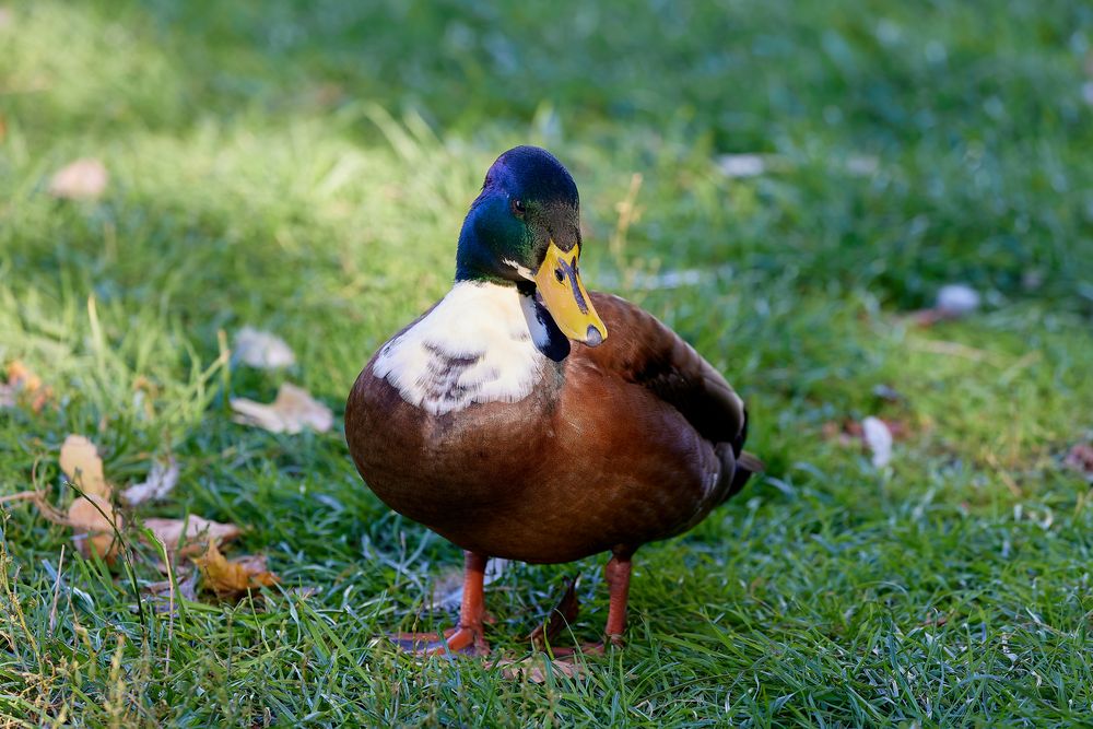 Die Tiere am Seggelluchbecken 5/12 - Eine Ente