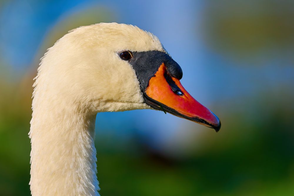 Die Tiere am Seggelluchbecken 6/12 - Der Schwan