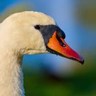 Die Tiere am Seggelluchbecken 6/12 - Der Schwan