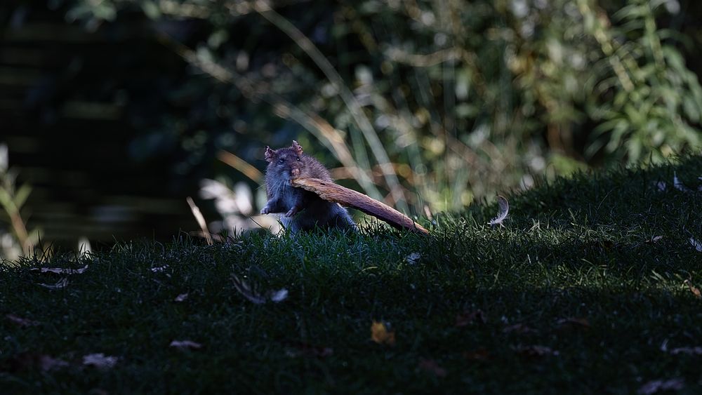 Die Tiere am Seggelluchbecken 8/12 - Die hungrige Ratte