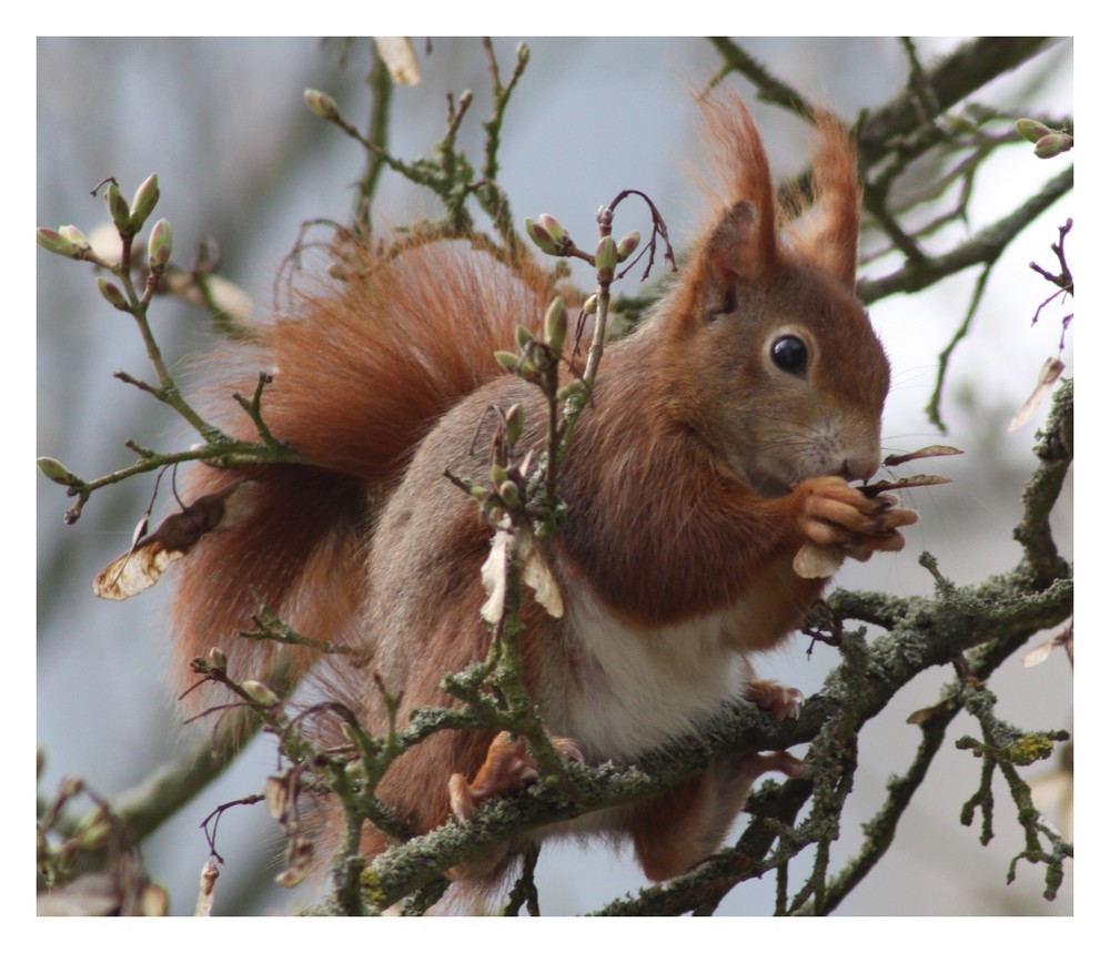 Die Tiere des Waldes erwachen so langsam aus der Winterruhe