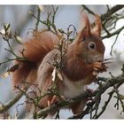 Die Tiere des Waldes erwachen so langsam aus der Winterruhe