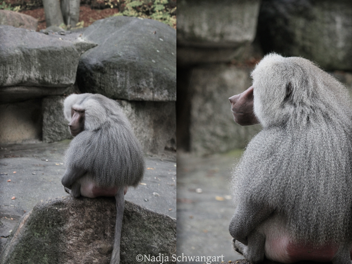 Die Tiere empfinden wie der Mensch Freude und Schmerz, Glück und Unglück. -Darwin