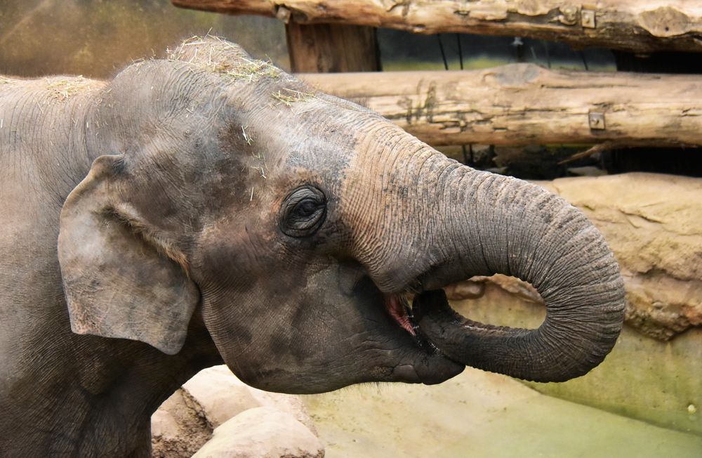 Die Tiere im Heidelberger Zoo ....