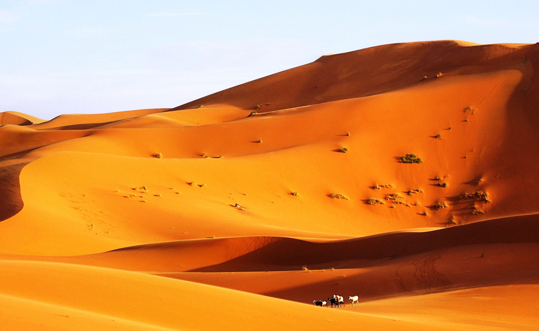 Die Tiere von Erg Chebbi