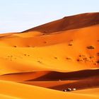 Die Tiere von Erg Chebbi