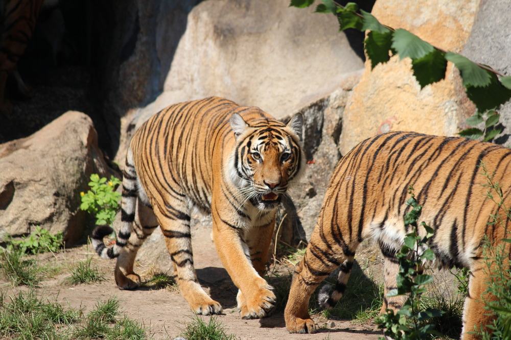 Die Tiger auf Streife