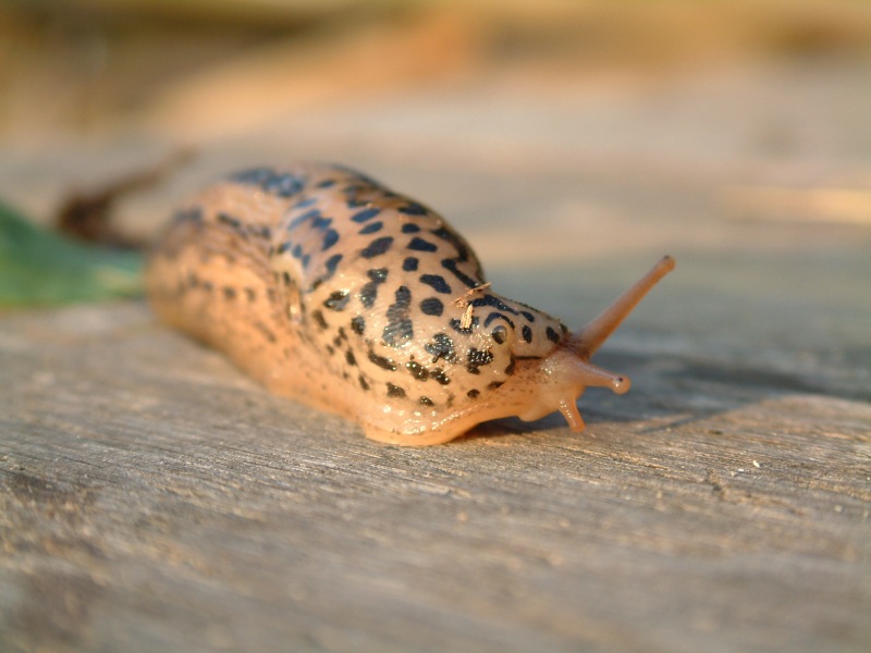 Die Tiger Schnecke