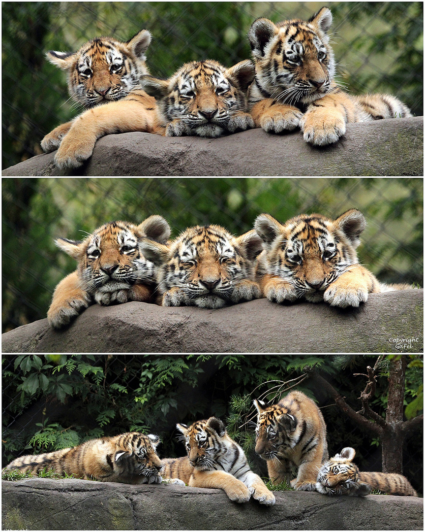 Die Tigerbabys 