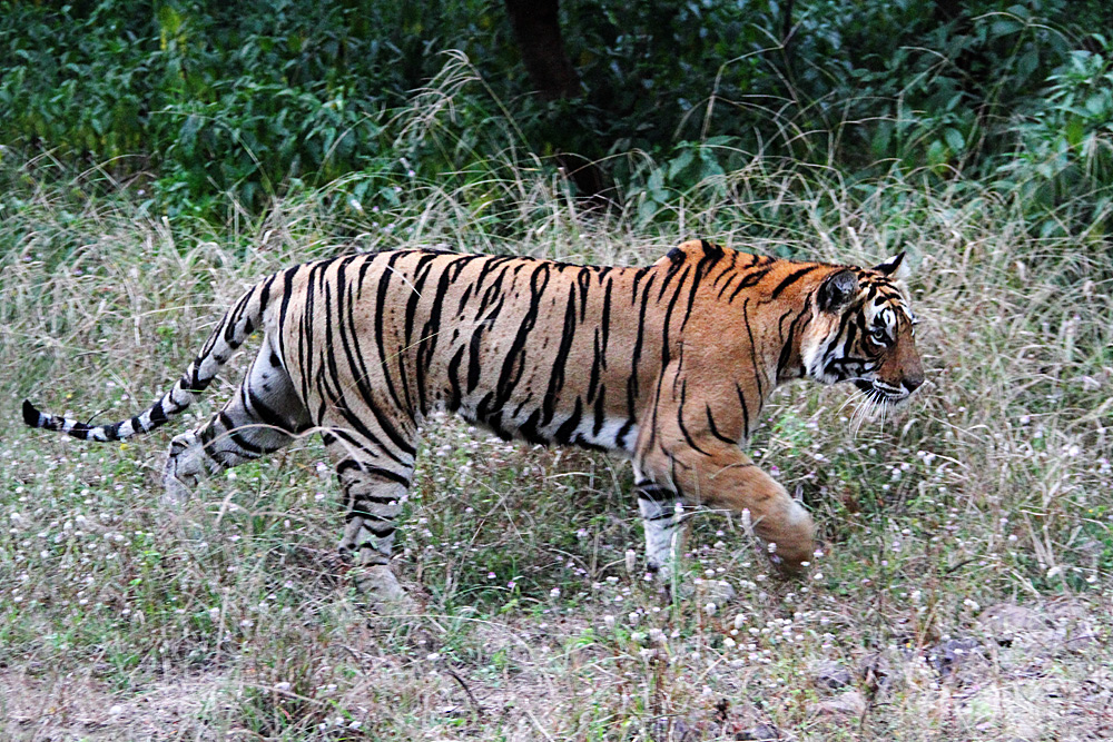 Die Tigerin Die Tigerin