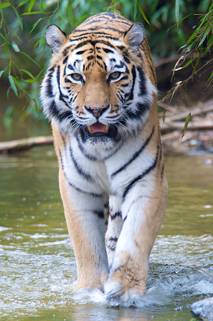 DIE TIGERIN (Panthera t. tigris ) - GYSA