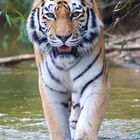 DIE TIGERIN (Panthera t. tigris ) - GYSA