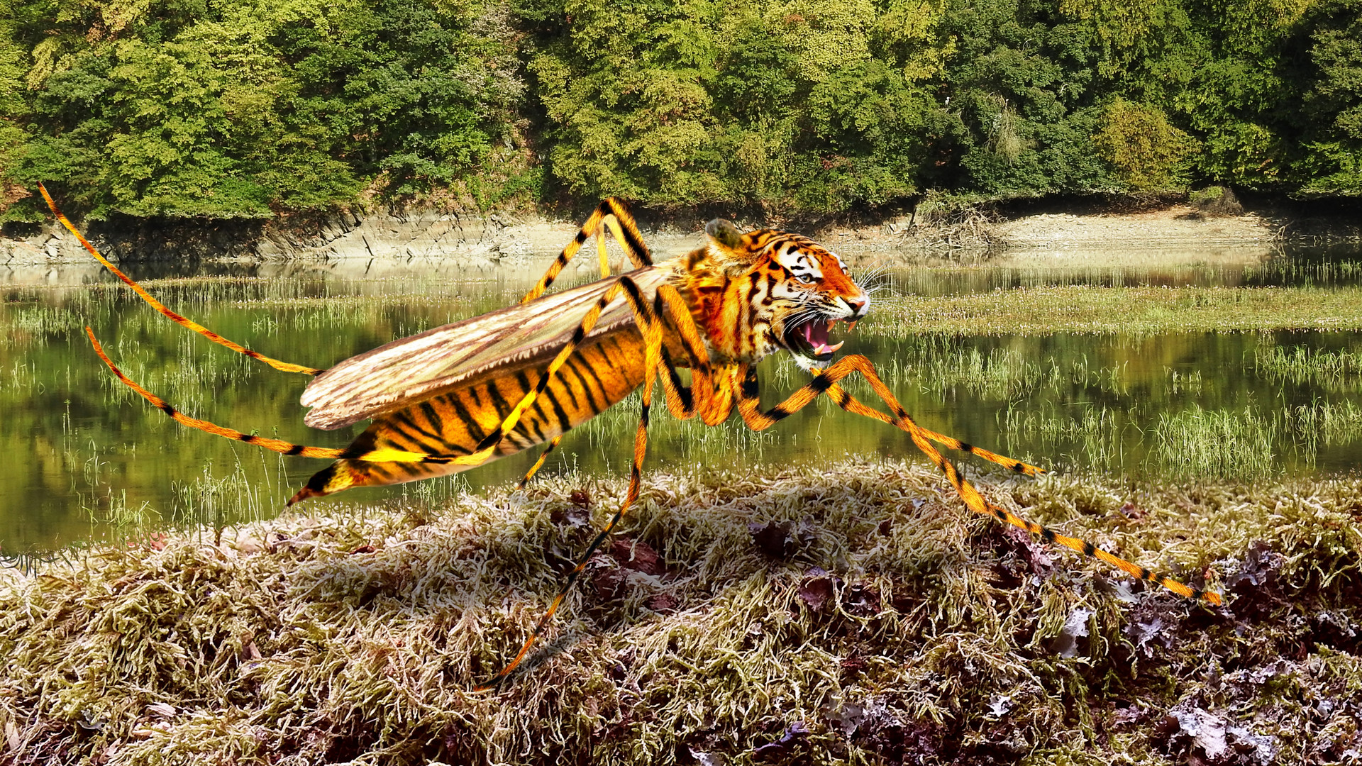 Die Tigermücke