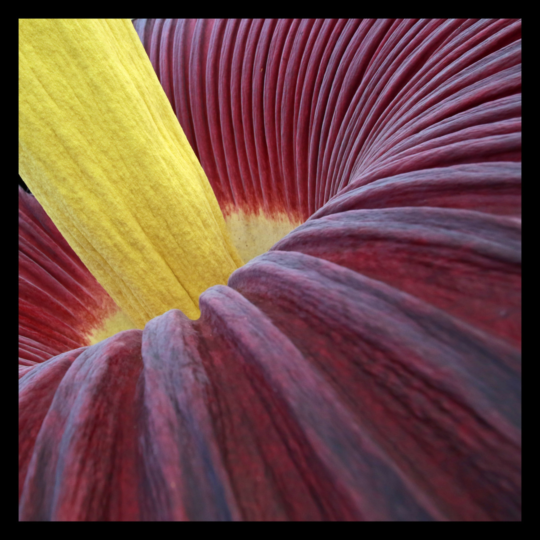 Die Titanenwurz - eine botanische Sensation im botanischen Garten der Ruhr-Universität Bochum