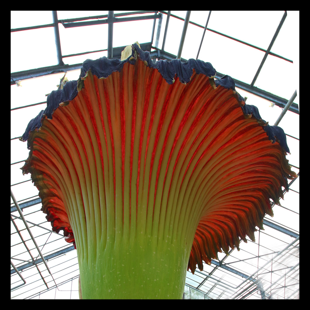 Die Titanenwurz - eine botanische Sensation im botanischen Garten der Ruhr-Universität Bochum