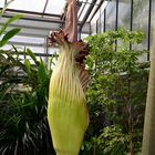 Die Titanwurz (Amorphophallus titanum)......