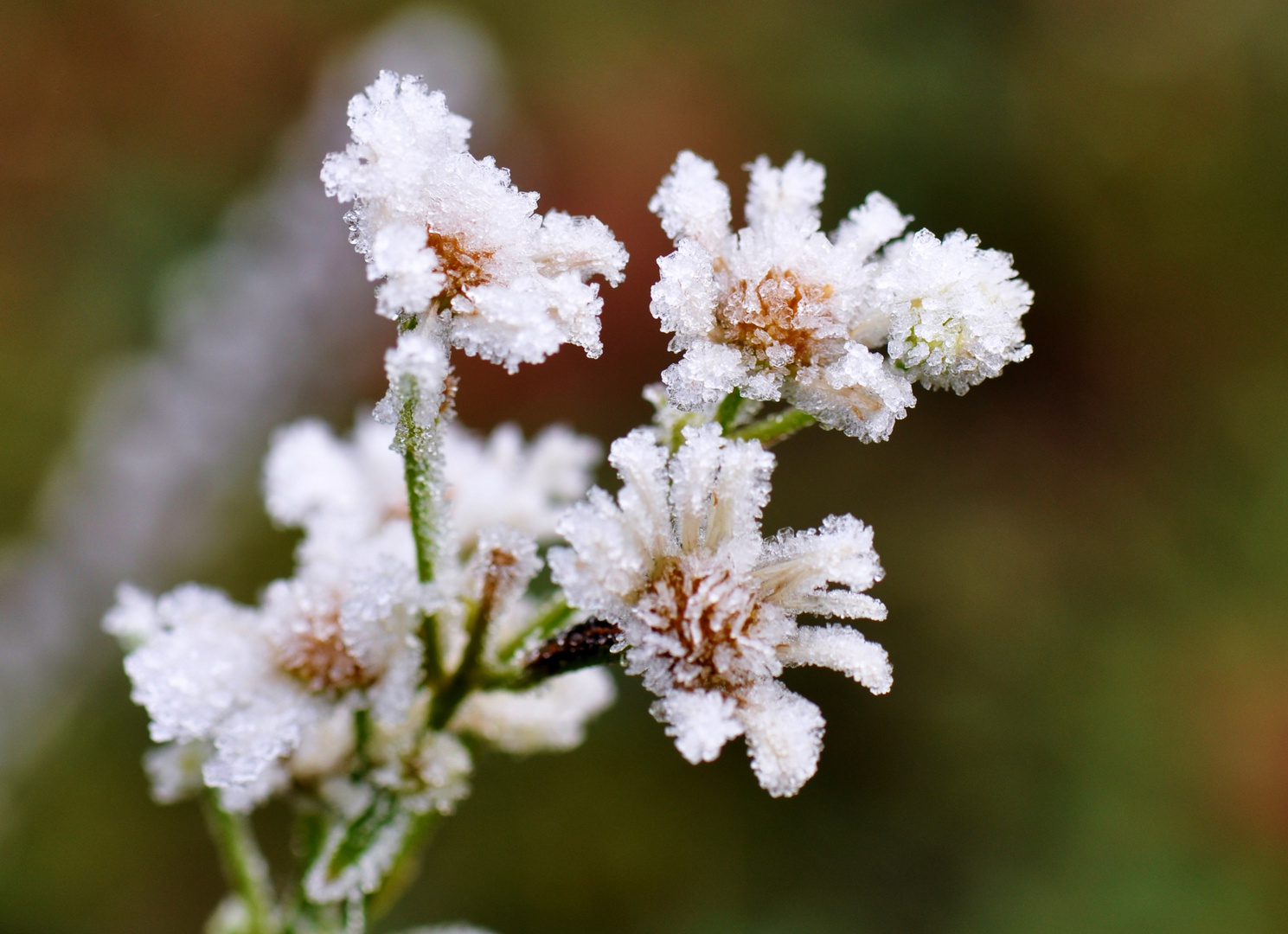 Die Töchter von Väterchen Frost .......