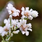 Die Töchter von Väterchen Frost .......