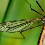 Die tollen Flügel der Insekten faszinieren mich immer wieder.