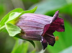 Die Tollkirsche (Atropa belladonna)